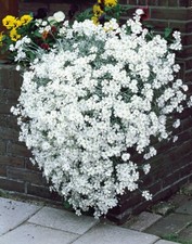 Cerastium tomentosum snow for sale  LANCASTER