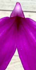 Masdevallia species purple usato  Spedire a Italy