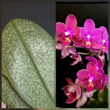 Phalaenopsis aromio exotica for sale  NOTTINGHAM