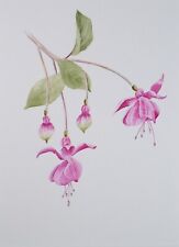 Original watercolour fushsia for sale  WIRRAL