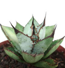 Agave titanota blu usato  Napoli