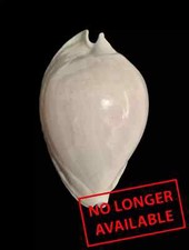 Conchiglia shell zoila usato  San Cesareo