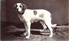 Dog st. bernard d'occasion  Pagny-sur-Moselle