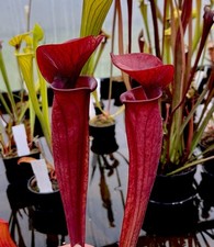 Sarracenia barry soper for sale  BUDE