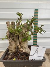 Privet bonsai tree for sale  CLITHEROE