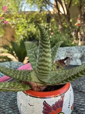 Aloe musculata hummingbird for sale  Surprise