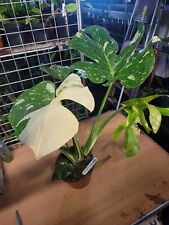 Monstera thai constillatiion for sale  WEMBLEY