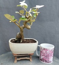 Eleagnus silverberry bonsai for sale  BANGOR