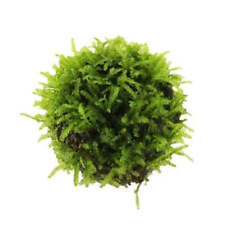 Floating moss ball for sale  CREDITON