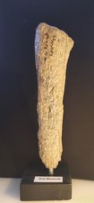 Collection prehistoire fossile d'occasion  Expédié en France