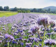 5000 samen phacelia gebraucht kaufen  Wesel