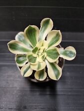 Aeonium zeus for sale  KILMARNOCK