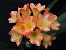 Clivia fancy girl d'occasion  Basse-Goulaine