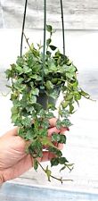 Hoya curtisii live for sale  Reseda