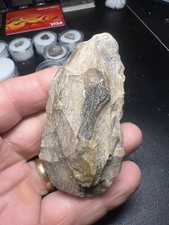 Group authentic petrified for sale  Webster
