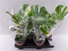 Monstera deliciosa thai usato  Maddaloni