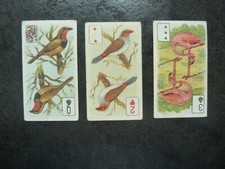 Birds brilliant plummage for sale  WETHERBY