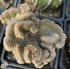 Geohintonia mexicana wysiwyg for sale  Shipping to United Kingdom