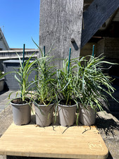 Carnation dianthus caryophyllu for sale  PORT TALBOT