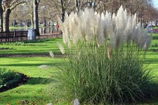 Ornamental grass cortaderia for sale  WREXHAM