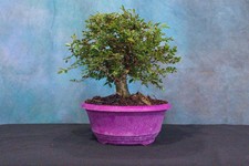 Chinese elm pre for sale  North Fort Myers