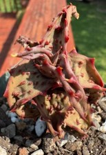 Rare dark red for sale  Austin