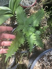 Urtica ferox seeds. for sale  Tucson