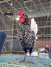 Silver golden sebrights for sale  La Puente
