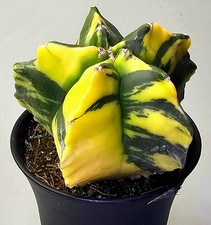 Astrophytum myriostigma kikko gebraucht kaufen  Bielefeld