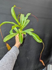 Nepenthes ventrata plastic for sale  TELFORD