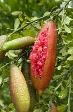 Red finger lime for sale  Fort Lauderdale