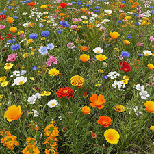 flowers 420 for sale flowers 420 for sale Mesquite