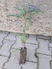 Pazifische edeltanne abies gebraucht kaufen  Cham