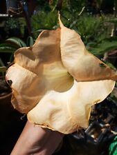 Brugmansia grand marnier d'occasion  Albi
