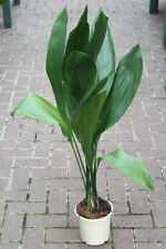 Indoor plant aspidistra for sale  DERBY