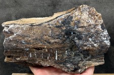 Eden valley petrified for sale  Fountain Valley