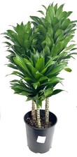 Dracaena craigii compacta for sale  Castaic