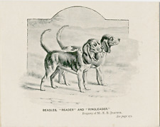 Beagle hounds named for sale  COLEFORD