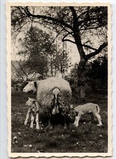 Landscape sheep lambs d'occasion  Expédié en Belgium