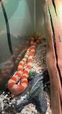 Albino corn snake for sale  Metairie