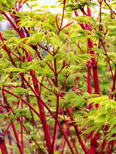 Acer palmatum sango for sale  Silverton