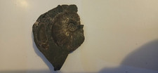 Ammonite for sale  SALTBURN-BY-THE-SEA