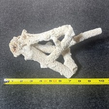 Big natural coral for sale  Fallbrook