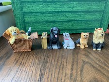 Selection small dog for sale  BOSTON
