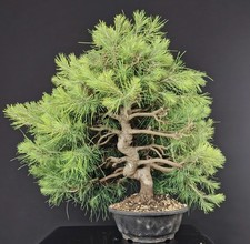 Pre bonsai pino usato Pre bonsai pino usato  Venezia