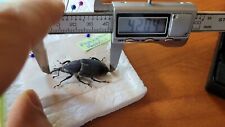 Curculionidae rhynchophorus xl usato  Trento