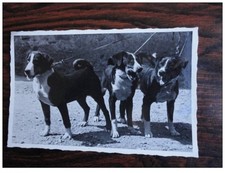 Photo animals dog d'occasion  Expédié en Belgium