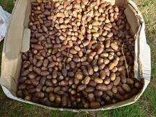 1.9kg acorns sorted for sale  ASCOT
