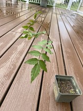 Sichuan pepper tree for sale  Kennett Square