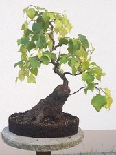 Bonsai birke solitär gebraucht kaufen  Marktheidenfeld